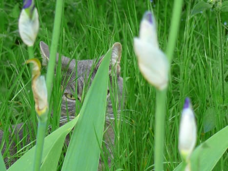 a cat in the garden