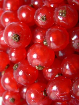 red ribes berries close up