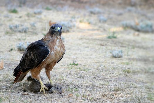 Capture of a red tailed hawk after it captured and killed a squirrel.