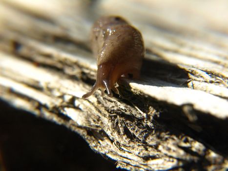 A slug traveling on a piece of wood comes to the edge and looks down