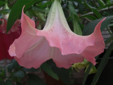 pink blossom of a medicinal plant which is a sweet smelling poisonous plant, the botanical denomination is brugmansia.  outdoors