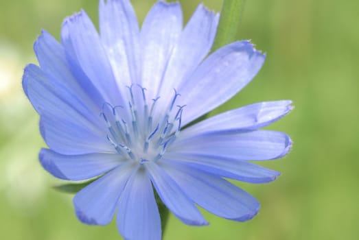 Chicory used as a means to improve the appetite and improve digestion; broth roots have antimicrobial properties and astringent