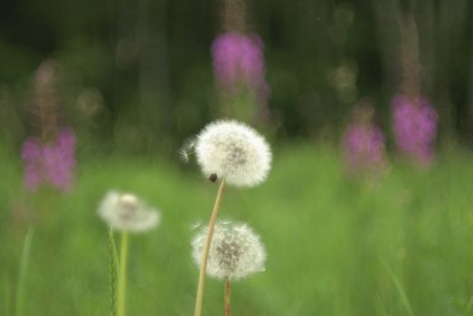 Dandelions are tap-rooted biennial or perennial herbaceous plants. Background is soft, blurred, green