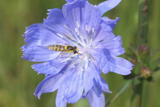 An insect collecting nectar