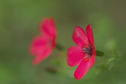 Two scarlet blossoming flower on a green background blur