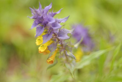 Melampyrum nemorosum is an herbaceous flowering plant of the genus  in the family Asteraceae. It is native to Europe. Soft focus, aperture f/1.8