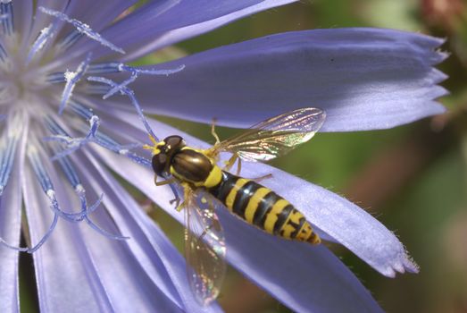 Tachina flies - family Diptera insects. Around 5000 species. Distributed nearly vsesvetno. Adult flies are found on flowers and leaves, feed on nectar and honey dew. Active in sunny weather. Larvae of the vast number of species - the internal parasites of insects