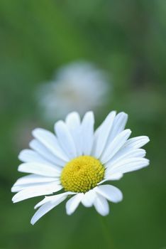 White camomile at the forest edge. The background is soft, blurred, green