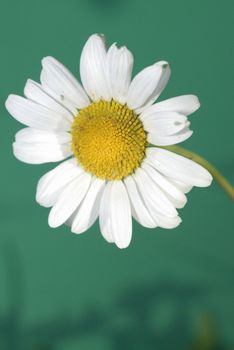 Marguerite is also the name of several flowers - Chrysanthemum frutescens, Leucanthemum vulgare