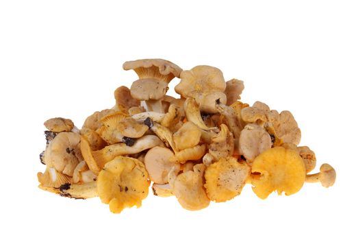 heap of yellow chanterelles isolated on white background