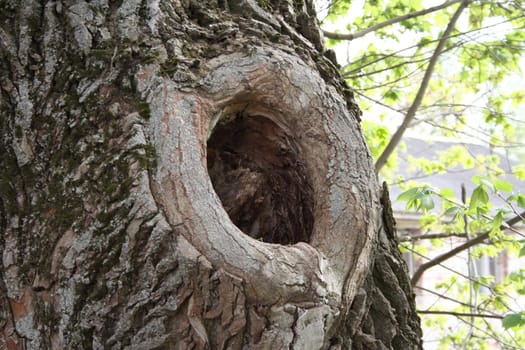 A knothole in an ancient moss-covered tree