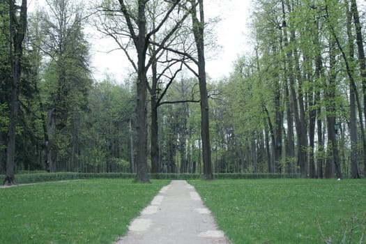 A gravel pathway through the sylvan park