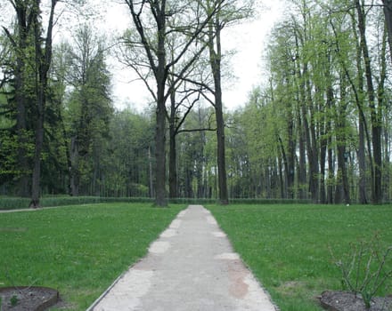 A gravel pathway through the sylvan park