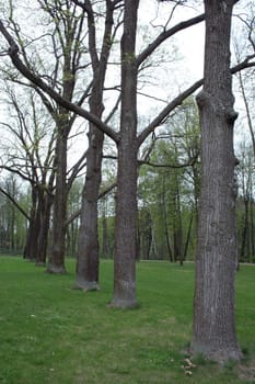 Ancient trees in the sylvan park in Ostafyevo manor