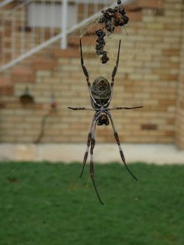 Spider web with its owner near the tipical house in Brisbane, Australia