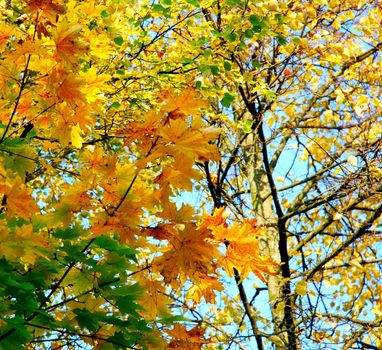 Yellow maple and early autumn