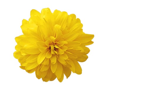 flower on white background