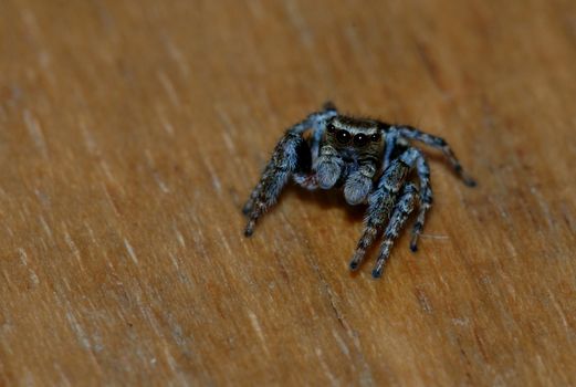 Close-up spider eyes