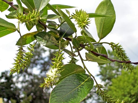 willow tree