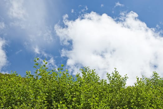 Green leafs on cloudy background!