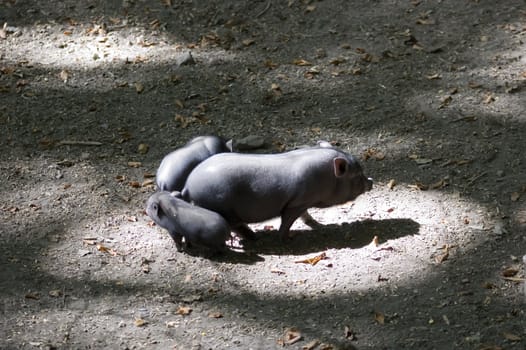 one big and two small pigs from Vietnam