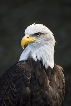 big eagle in Poland in Eastern Europe