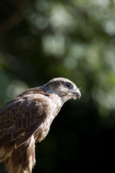 beautiful falcon in Poland in Eastern Europe
