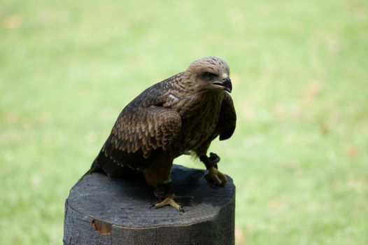 dangerous falcon in Poland in Eastern Europe