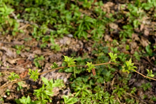 plant are pushing out new leaves
