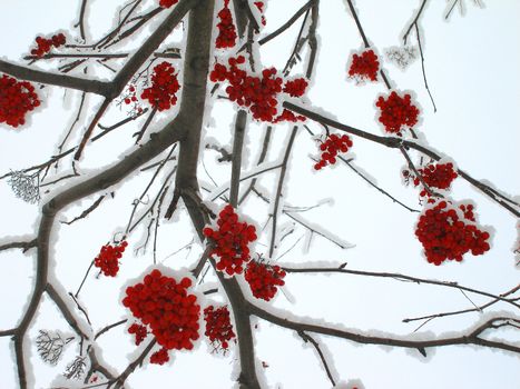 Mountain ash, branches and clusters of berries on snow. Winter, Novosibirsk, Russia