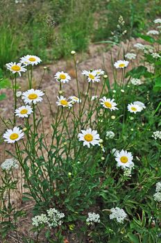 Blooming camomiles at the roadside in forest