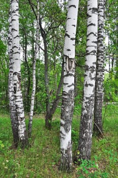 Birch forest, summer time