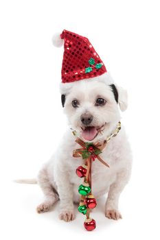 Christmas pooch wearing a santa hat and red and green jingle bells attached to festive ribbon around neck.  White background.