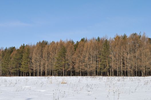 View of bare larch trees in sunny winter forest