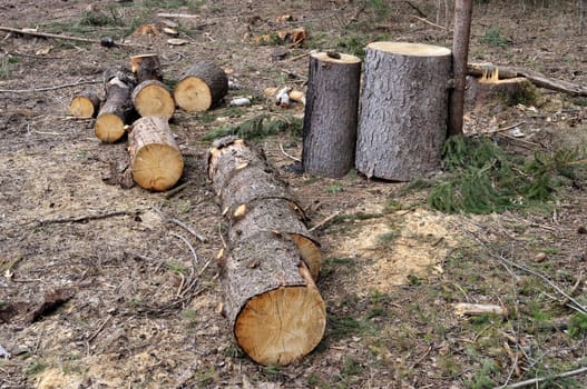 Pile of coniferous chocks on the ground in forest