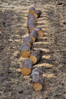 Pile of aspen chocks on the ground, arranged in a line