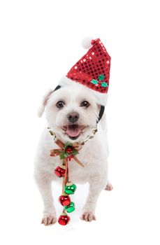 An adorable white maltese dog standing with pretty red and green jingle bells tied to decorative festive ribbon decoration.  White background.