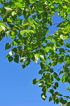Birch branch with new leaves in the morning