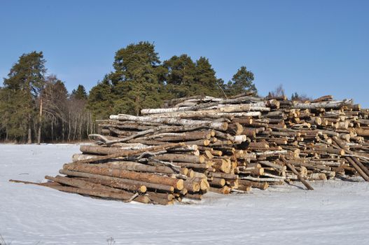 Stack of birch logs at forest edge in winter, Russia
