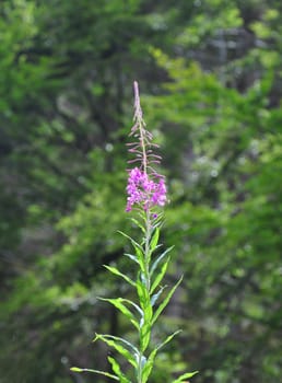 Rosebay Willowherb (Epilobium angustifolium)