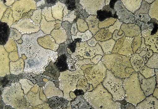 Lichen background