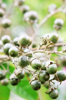 growing green fruits