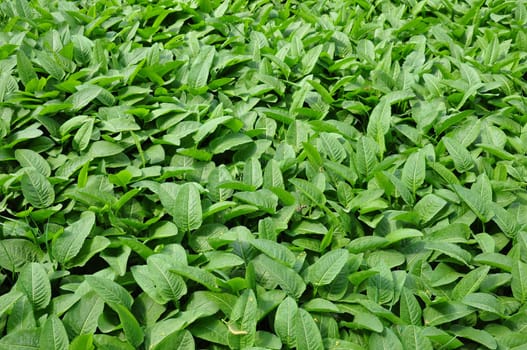 Common bistort (Bistorta officinalis)