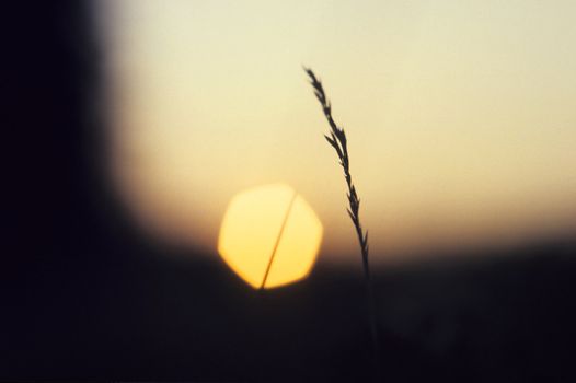 Grass stem at sun set