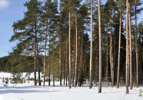 View of pine forest edge in winter time, Russia