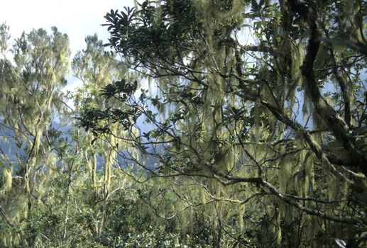 Tropical forest in La Reunion with Beard Lichen (Usnea)