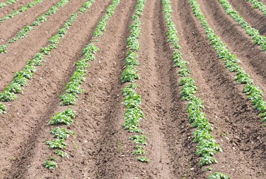 Potato field