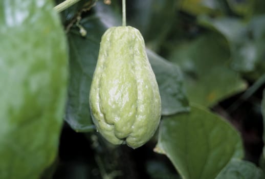 Chayote (Sechium edule)