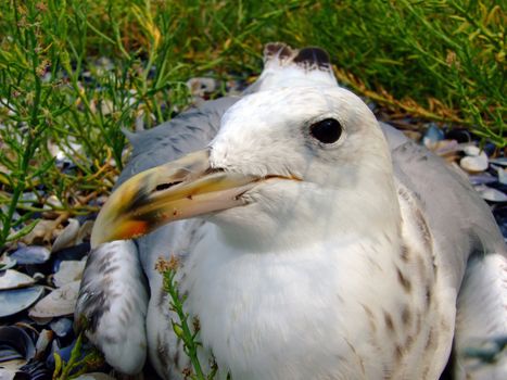 The seagull has a rest on a beach in seaweed. Big picture