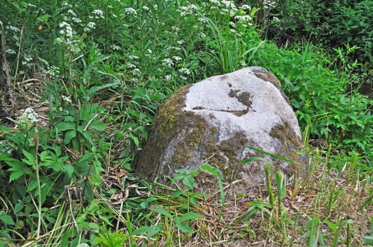 Big mossy stone lying in green grass in forest